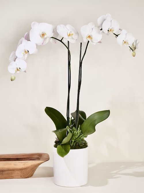 belle orchidÃ©e blanche